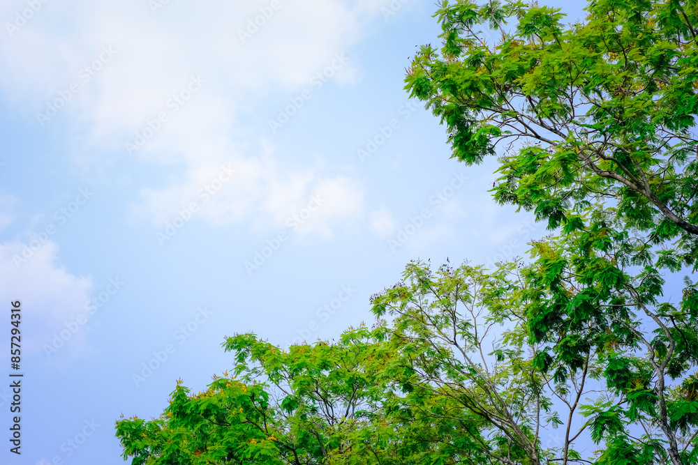 The sky is blue and the trees are green The sky is blue and the trees are green