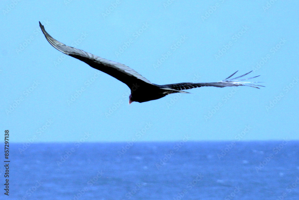 Fototapeta premium Um gigante urubu da cabeça vermelha sobrevoando a praia de Cordeirinho - Maricá - RJ