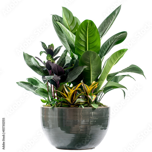 A vibrant paradise plant arrangement combines diverse foliage in a glossy, modern pot, adding dynamic greenery to any space. This elegant composition seamlessly blends varying textures and colors, enh photo