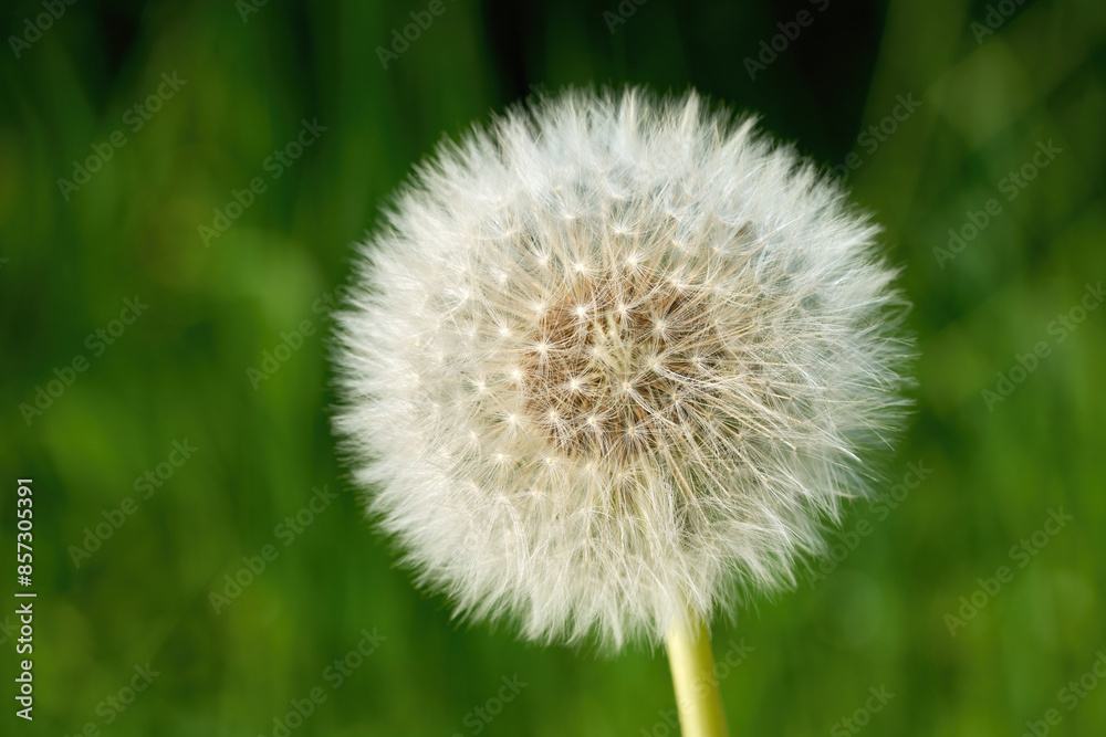 Pusteblume (Gewöhnlicher Löwenzahn - Taraxacum officinale) in Nahaufnahme vor grünem Natur Bokeh Pusteblume (Gewöhnlicher Löwenzahn - Taraxacum officinale) in Nahaufnahme vor grünem Natur Bokeh