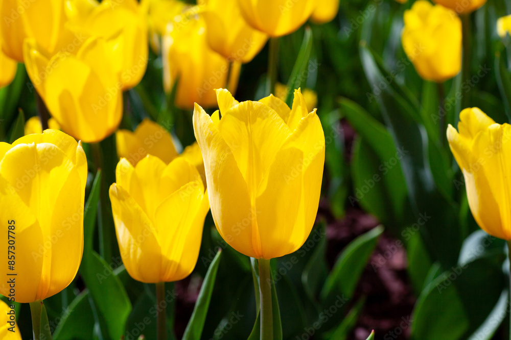 Golden yellow tulips blooming in spring, creating a vivid display of nature's seasonal beauty. Golden yellow tulips blooming in spring, creating a vivid display of nature's seasonal beauty.
