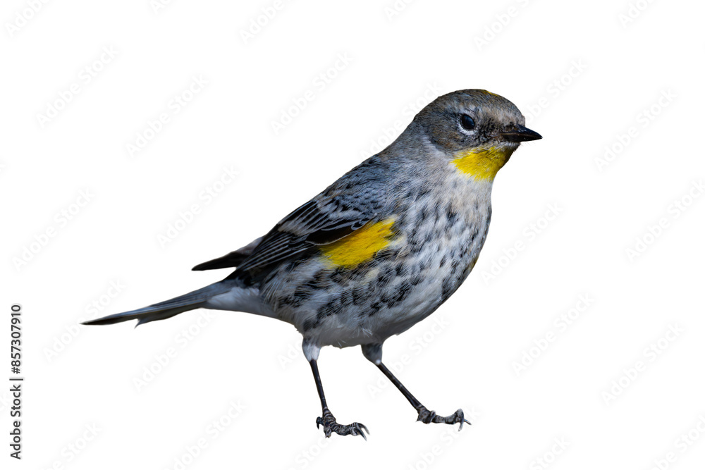 Yellow-Rumped Warbler (Dendroica coronata) Photo, Perched on a Transparent, Isolated PNG Background Yellow-Rumped Warbler (Dendroica coronata) Photo, Perched on a Transparent, Isolated PNG Background