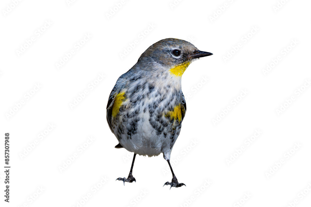 Yellow-Rumped Warbler (Dendroica coronata) Photo, Perched on a Transparent, Isolated PNG Background Yellow-Rumped Warbler (Dendroica coronata) Photo, Perched on a Transparent, Isolated PNG Background