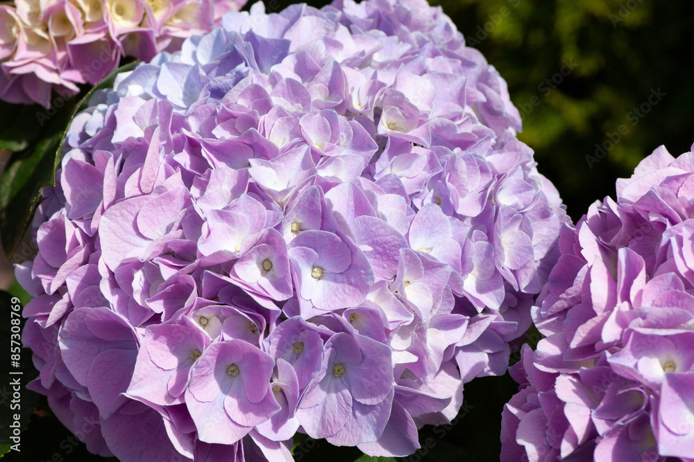 Close-up of vibrant purple hydrangea flowers in full bloom, highlighting delicate petals and vivid colors. Close-up of vibrant purple hydrangea flowers in full bloom, highlighting delicate petals and vivid colors.