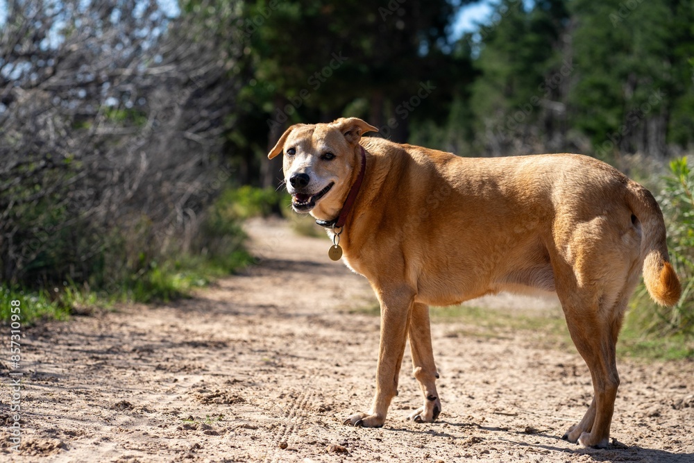 Happy dog standing on a dirt path in a forest on a sunny day. Happy dog standing on a dirt path in a forest on a sunny day.