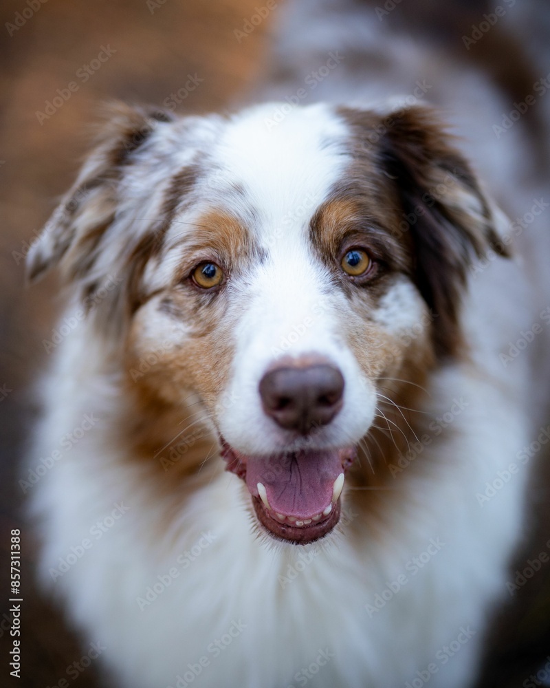 Vertical shot of an Australian Shepherd dog with a happy expression and blurred background. Vertical shot of an Australian Shepherd dog with a happy expression and blurred background.