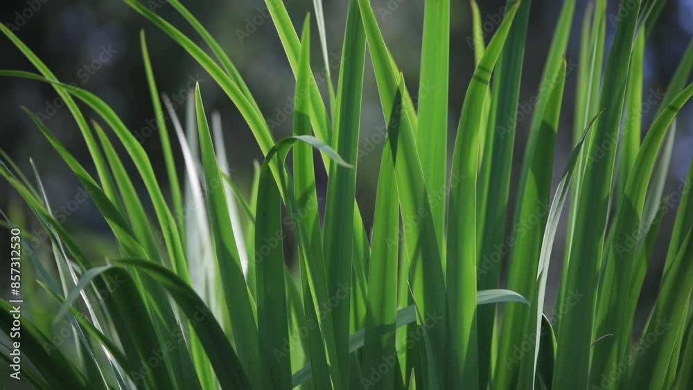 Green striped leaf for iris flowers, summer day. Green striped leaf for iris flowers, summer day.