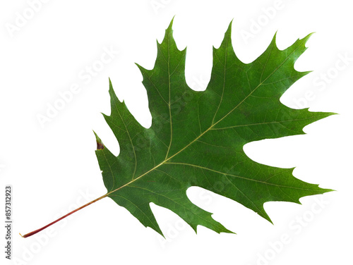 American oak leaf on isolated background. Quercus rubra.