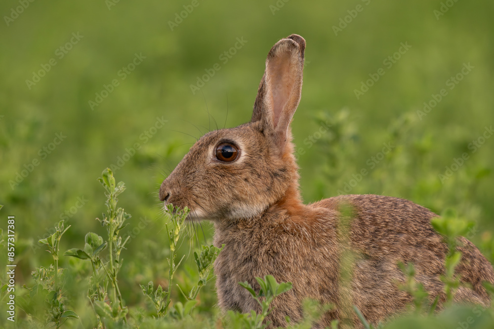 portrait rapproché d'un lapin de garenne dans un champ de luzerne, un soir de printemps portrait rapproché d'un lapin de garenne dans un champ de luzerne, un soir de printemps