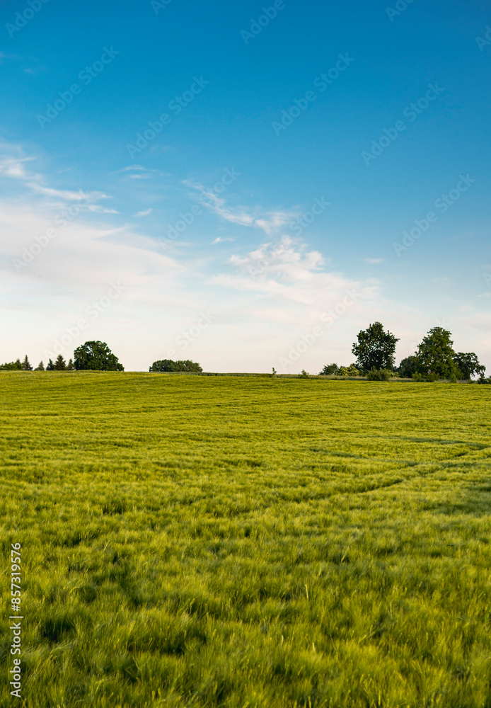 Landscape with rye growing in a field during early summer Landscape with rye growing in a field during early summer