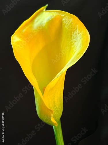 Closeup of a yellow calla lily on a black background