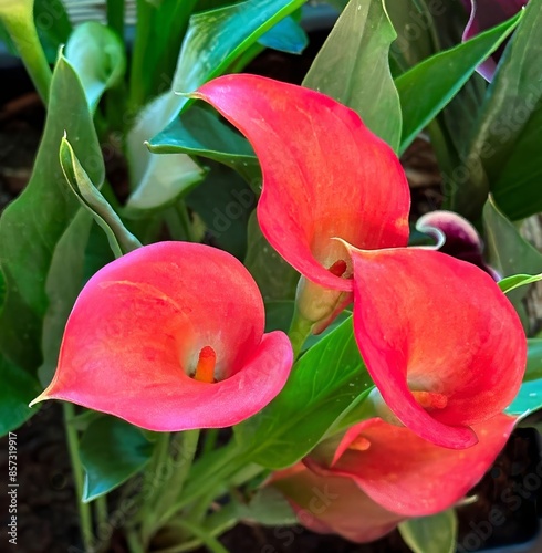 Closeup of a red calla lilly