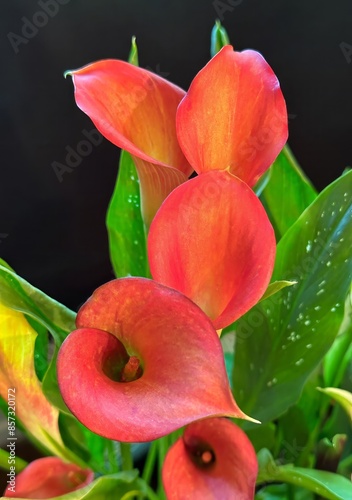 Closeup of calla lilly on a black background
