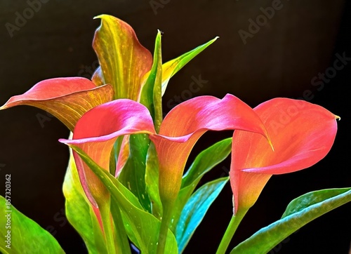 Closeup of calla lilly on a black background