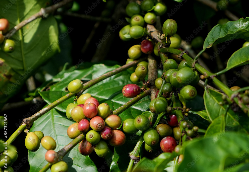 Coffee bean in the coffee tree, at the coffee plantation area Coffee bean in the coffee tree, at the coffee plantation area