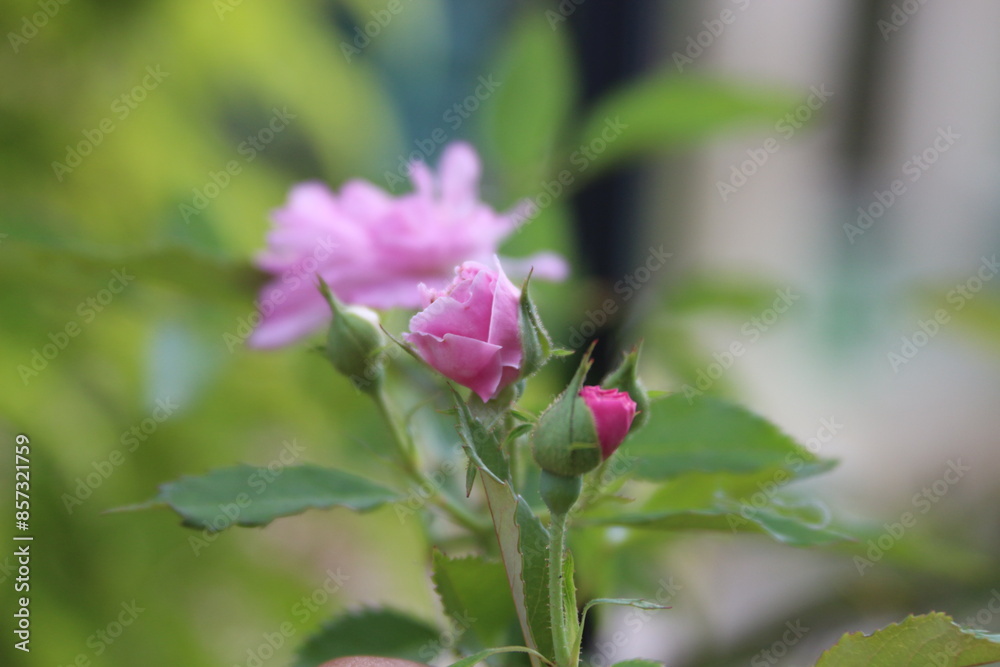 Rosa, Rosada, pequeña, Small, Rose, pink, Light pink, beautiful,hermosa,linda, Flores, flor, Flower, Flowers Rosa, Rosada, pequeña, Small, Rose, pink, Light pink, beautiful,hermosa,linda, Flores, flor, Flower, Flowers