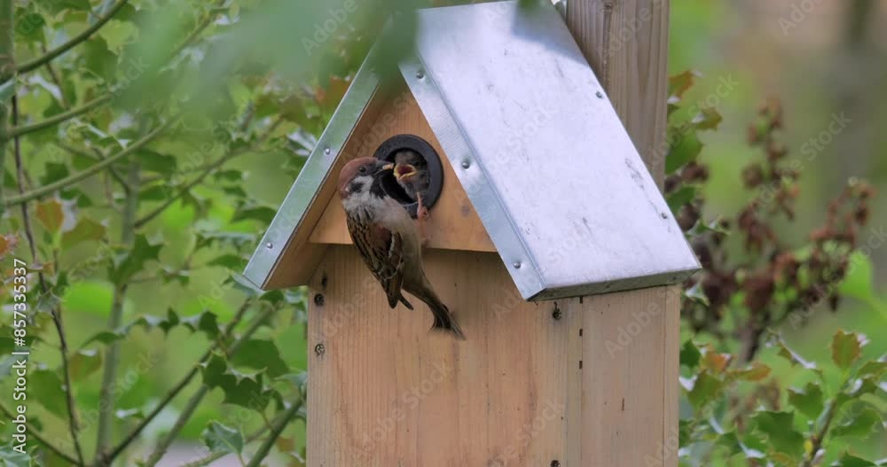 Feldsperling, Spatz füttert junge in einem Nistkasten, Bayern, Deutschland, Europa