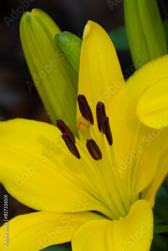 Yellow Closeup of Asiatic Lily in Full Bloom