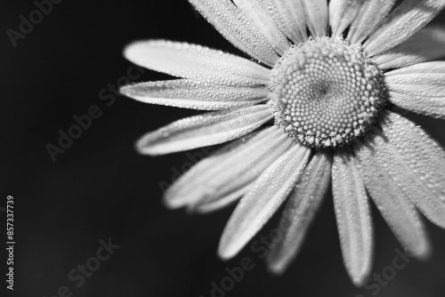 close up black and white daisiy photo