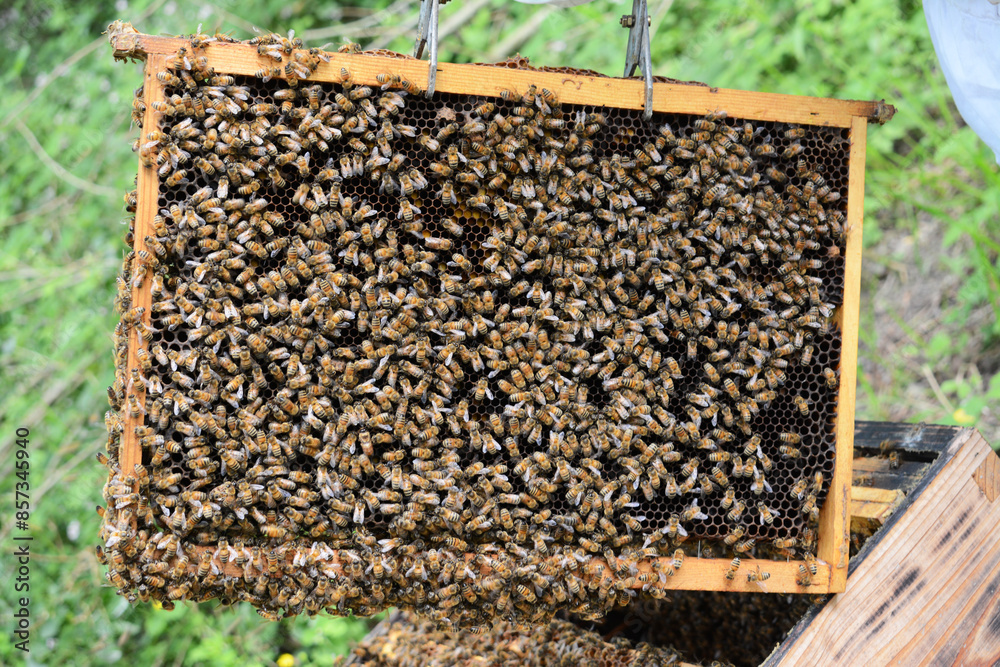 Abeilles regroupées sur les ruches pendant que l'apiculteur entretient ces dernières.
Abeilles regroupées sur les ruches pendant que l'apiculteur entretient ces dernières.