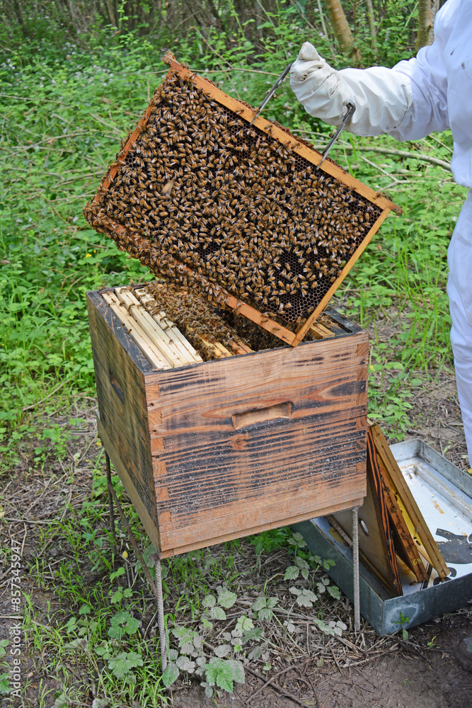 Abeilles regroupées sur les ruches pendant que l'apiculteur entretient ces dernières.
Abeilles regroupées sur les ruches pendant que l'apiculteur entretient ces dernières.