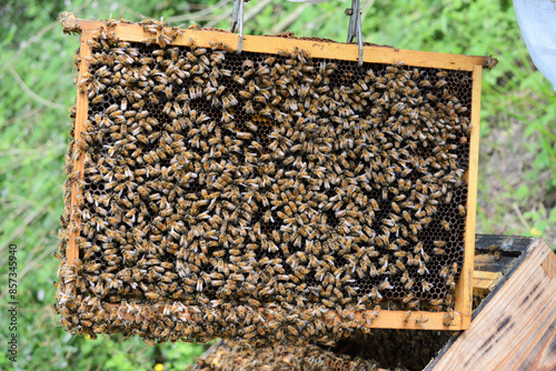 Abeilles regroupées sur les ruches pendant que l'apiculteur entretient ces dernières.
