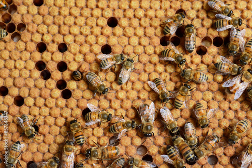 Le travail des abeilles : cadres remplis d'alvéoles contenant les œufs, les larves, le miel.