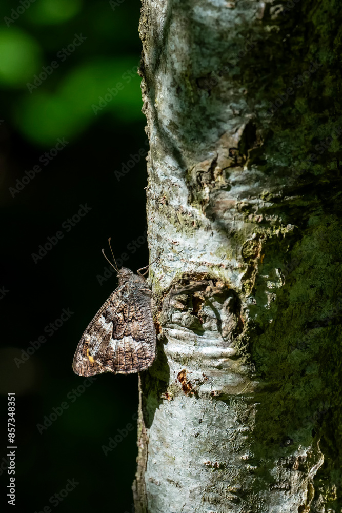 Satyridae / Anadolu Yalancıcadısı / White-banded Tawny Rockbrown / Pseudochazara anthelea Satyridae / Anadolu Yalancıcadısı / White-banded Tawny Rockbrown / Pseudochazara anthelea