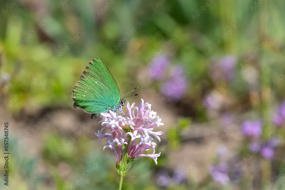 Lycaenidae / Zümrüt / Green Hairstreak / Callophrys rubi Lycaenidae / Zümrüt / Green Hairstreak / Callophrys rubi