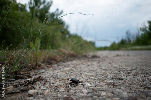 Bug on the road 