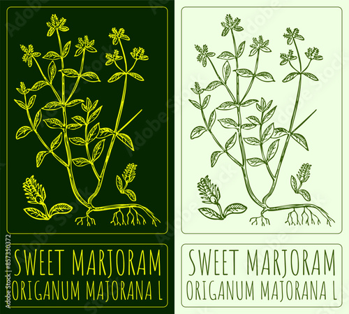 Vector drawing SWEET MARJORAM. Hand drawn illustration. The Latin name is ORIGANUM MAJORANA L