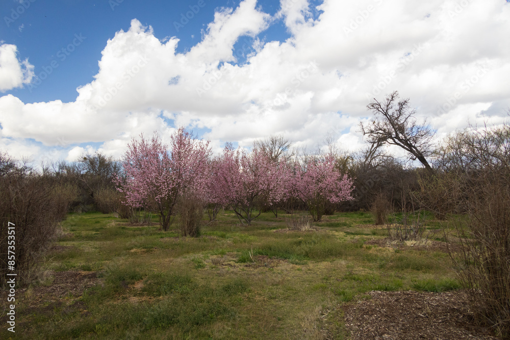 Blooming peach trees in an orchard with blue sky and white clouds in background Blooming peach trees in an orchard with blue sky and white clouds in background