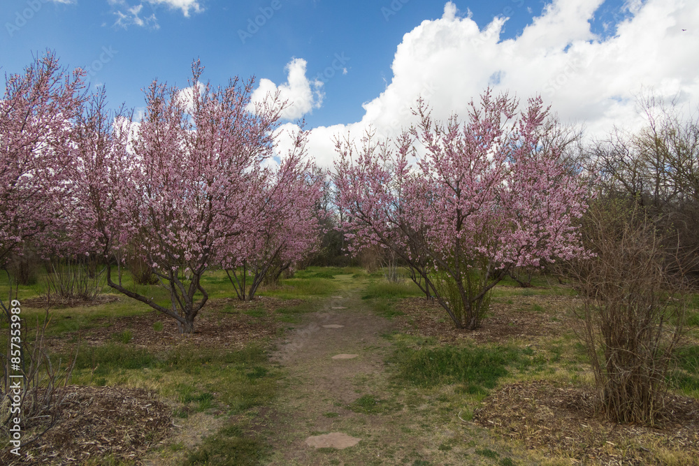 Blooming peach trees in an orchard with blue sky and white clouds in background