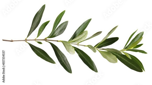 Peace Branch. Fresh Olive Twig on White Background with Clipping Path Included