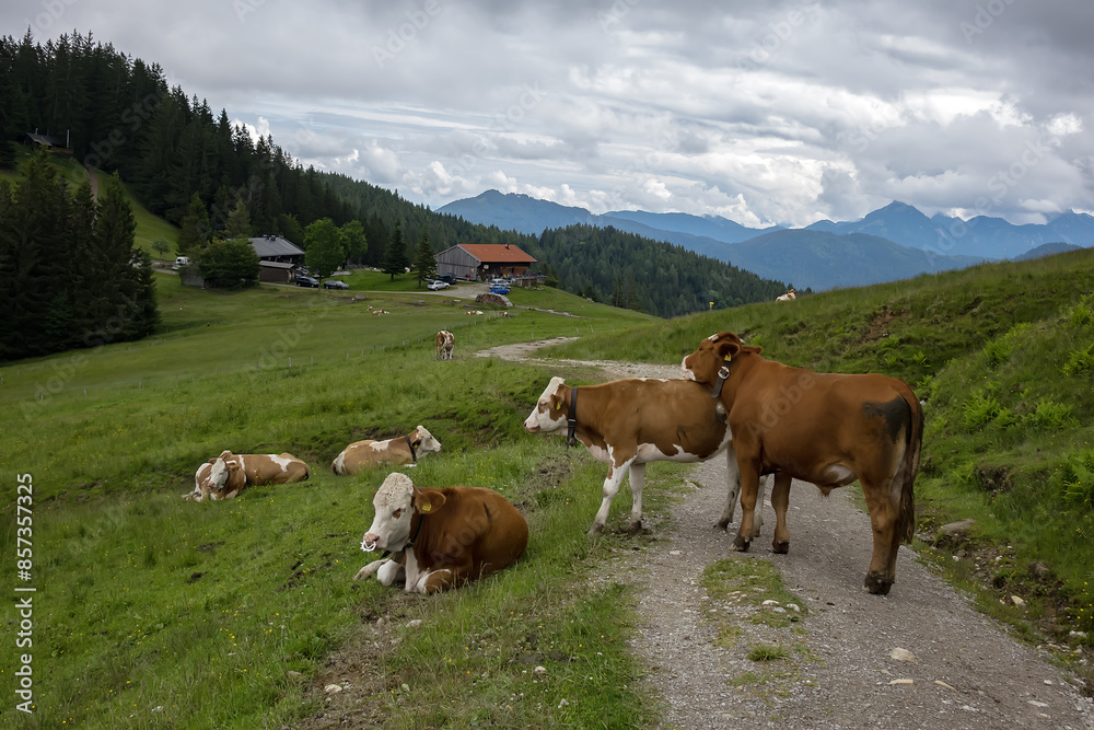 Beautiful Bavarian. Cows grazing in idyllic green meadow on a sunny day. Bavaria, Germany. Beautiful Bavarian. Cows grazing in idyllic green meadow on a sunny day. Bavaria, Germany.