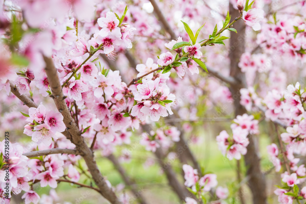 Peach tree blossoms close-up Peach tree blossoms close-up