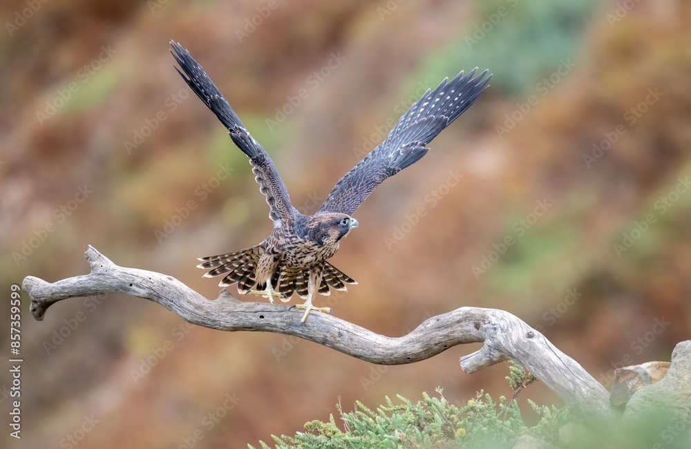 Fototapeta premium Juvenile peregrine falcon taking off from a perch striking a dramatic wing open pose and appearing large near Los Angeles