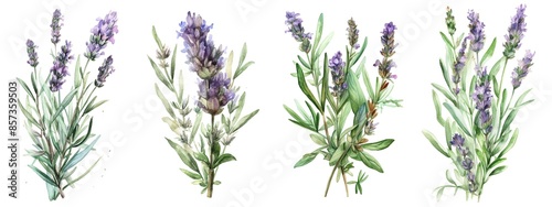 Watercolor set collection with lavender sprig and leaves isolated on a white background. Healthy food and seasoning. AI generated illustration.