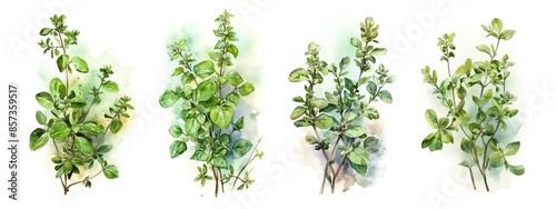 Watercolor set collection with green oregano sprig and leaves isolated on a white background. Healthy food and seasoning. AI generated illustration.