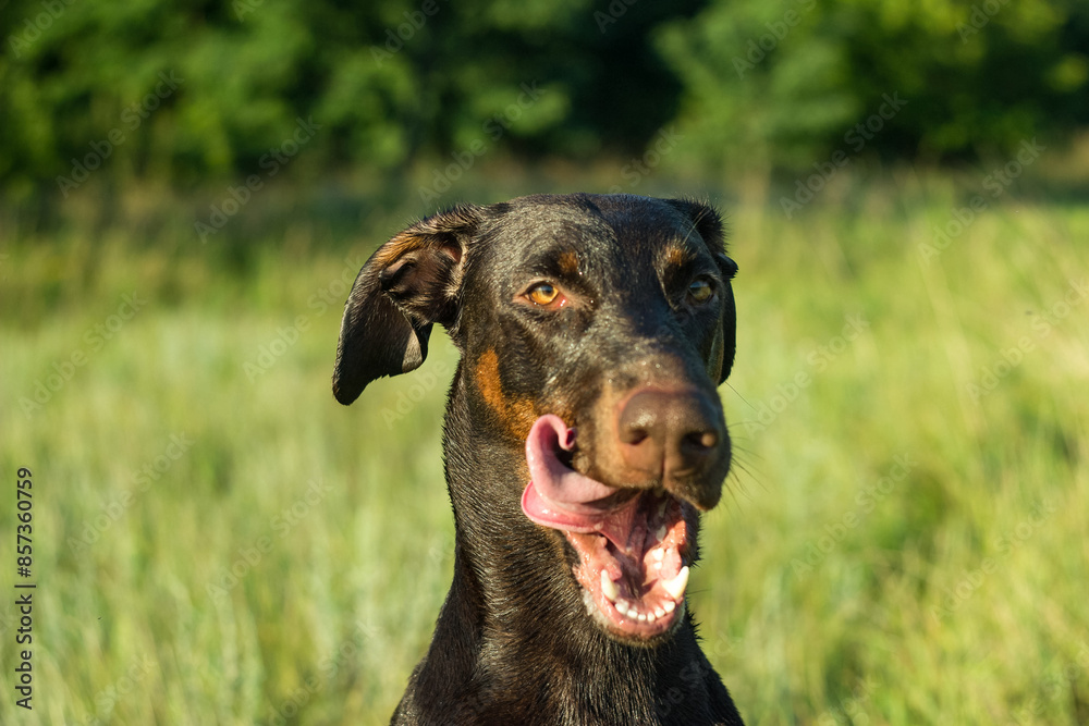 portrait of a black dog, dog breed brown doberman, red doberman portrait of a black dog, dog breed brown doberman, red doberman