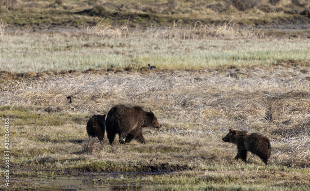 Grizzly Bear Sow and Cubs in Yellowstone Naitonal Park Wyoming in Springtime Grizzly Bear Sow and Cubs in Yellowstone Naitonal Park Wyoming in Springtime