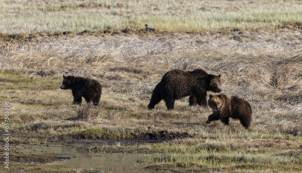 Grizzly Bear Sow and Cubs in Yellowstone Naitonal Park Wyoming in Springtime Grizzly Bear Sow and Cubs in Yellowstone Naitonal Park Wyoming in Springtime
