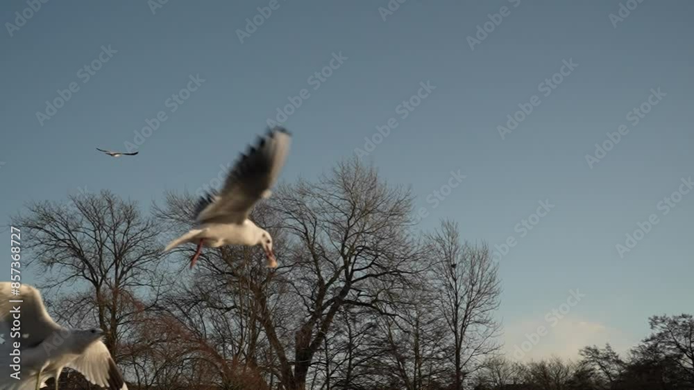 Seagull feeding - Very friendly seagull takes bread, Feeding Bird Against Sky, Slow Motion. A flock of seagulls feeding in the sea coast. Seagulls eating cheese and crackers at the beach, horizontal