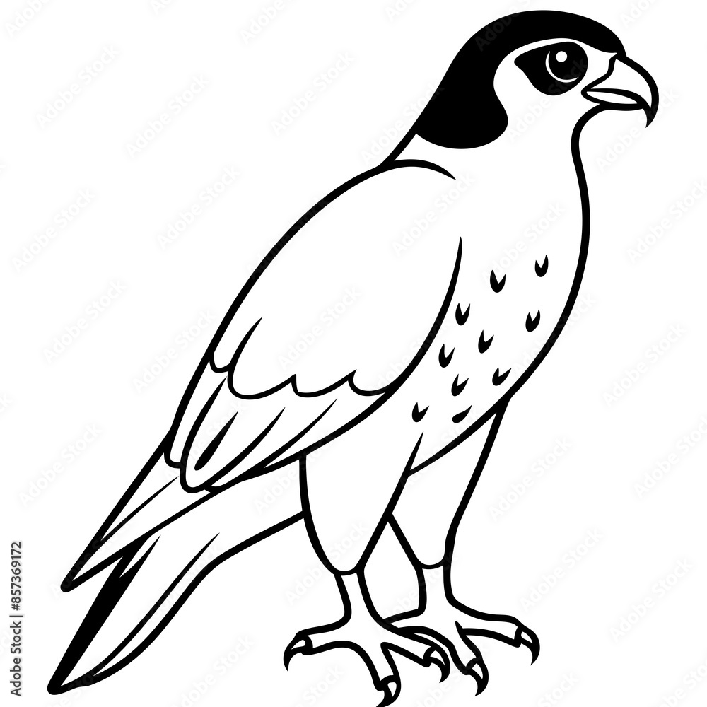 Peregrine Falcon line art vector illustration Peregrine Falcon line art vector illustration