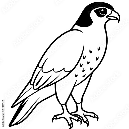 Peregrine Falcon line art vector illustration
