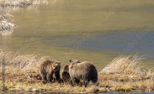 Grizzly Bear Sow and Cubs in Yellowstone Naitonal Park Wyoming in Springtime photo