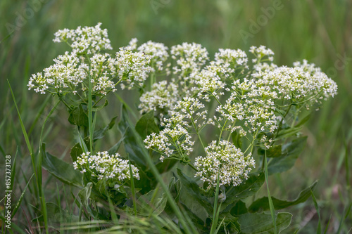 Amazing photo of cardaria. Lots of small white flowers on a grass background. photo