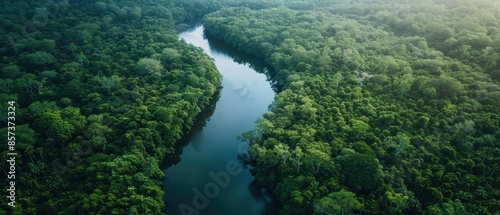 Serene river winding through a dense forest