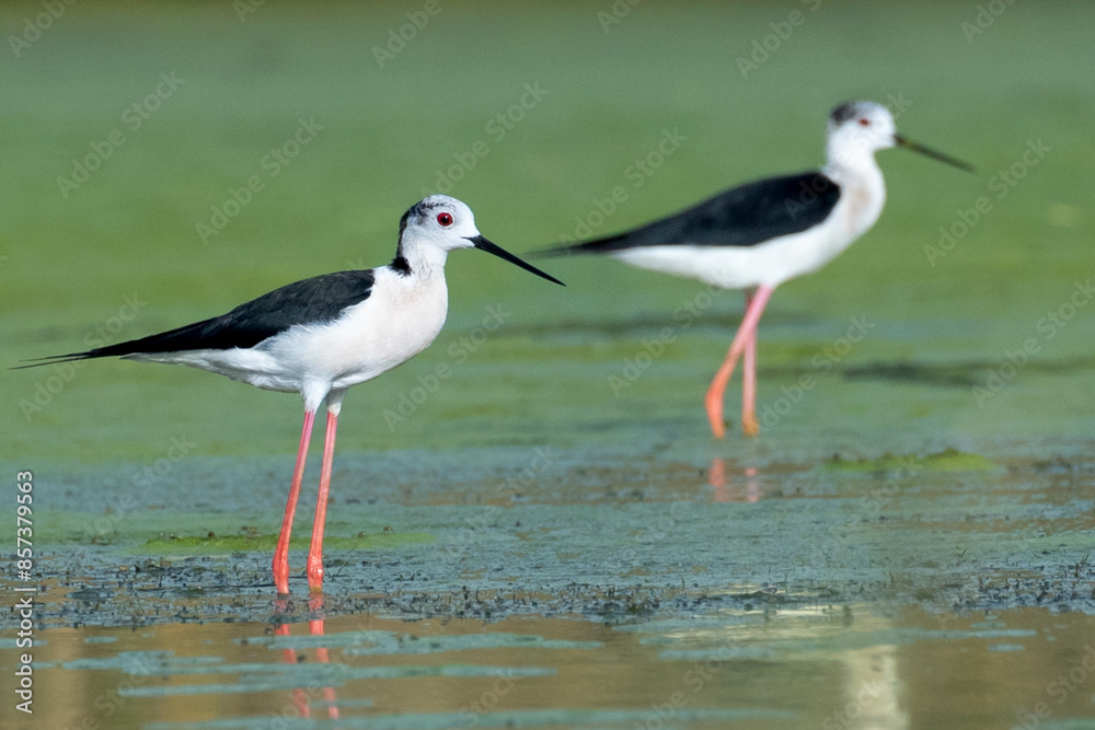Beautiful black winged stilt in Kuwait Natural Reserve Beautiful black winged stilt in Kuwait Natural Reserve
