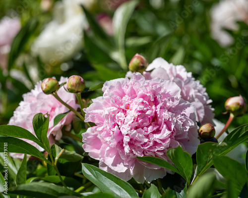 Φωτογραφία Paeonia lactiflora Sarah Bernhardt